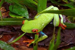 frog on the reserve area of Mombacho