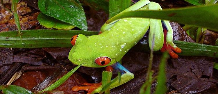 frog on the reserve area of Mombacho