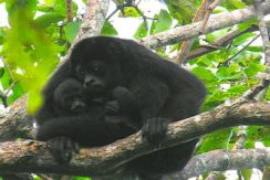 monkeys on the Reserve area of Mombacho