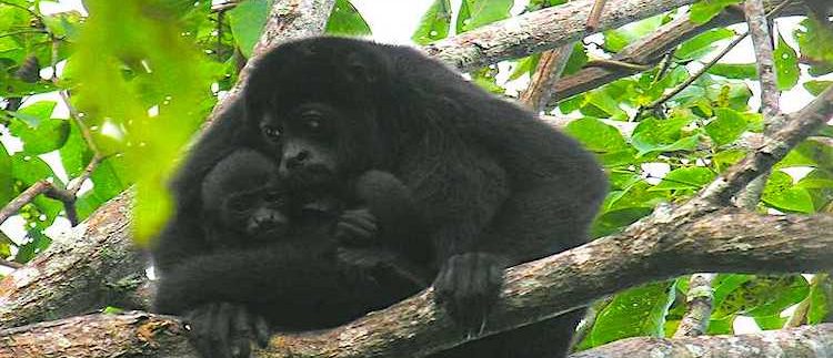 monkeys on the Reserve area of Mombacho